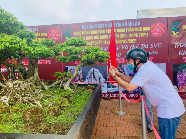 Cây sanh có dáng cực độc chỉ để ngắm vì chủ nhất quyết không bán - 11