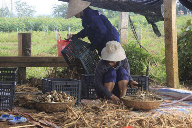 &quot;Năm ngoái với 3 hecta sâm tôi thu hoạch được hơn 10 tấn sâm củ” - ông Phúc cho hay