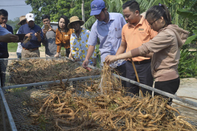 Ngoài ra, sâm Bố chính còn biết đến với tên gọi khác là Thổ hào sâm, sâm báo, sâm núi.