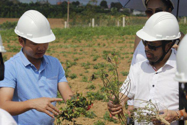 Năm 2017, các nhà khoa học đã tìm và khôi phục thành công nguồn gen này và đưa vào trồng thử nghiệm.