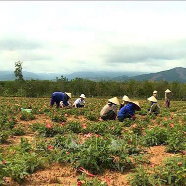 Theo sử sách, loài sâm này được phát hiện và sử dụng đầu tiên tại châu Bố Chính (thuộc hai huyện Bố Trạch và Quảng Trạch của tỉnh Quảng Bình ngày nay) nên người dân địa phương đặt tên sâm Bố chính.