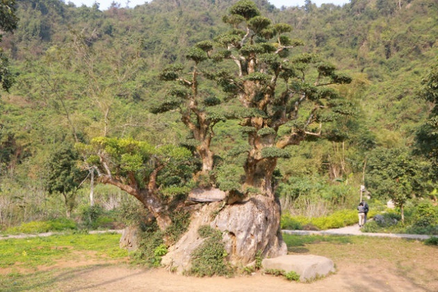 Chăm cụ duối nghìn năm tuổi, thú vui tiền tỷ của đại gia Việt