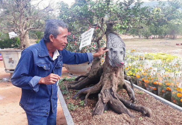 'Chấn động' giới chơi cây cảnh: Cây khế 'kỳ quái' có thân hình đồ sộ tới 19 thân