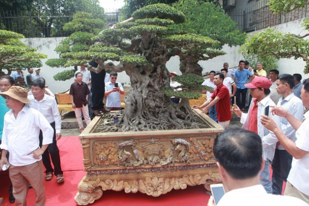 'Chấn động' tác phẩm 28 tỷ đồng được 'biến hóa' từ ngọn cây tưởng bỏ đi