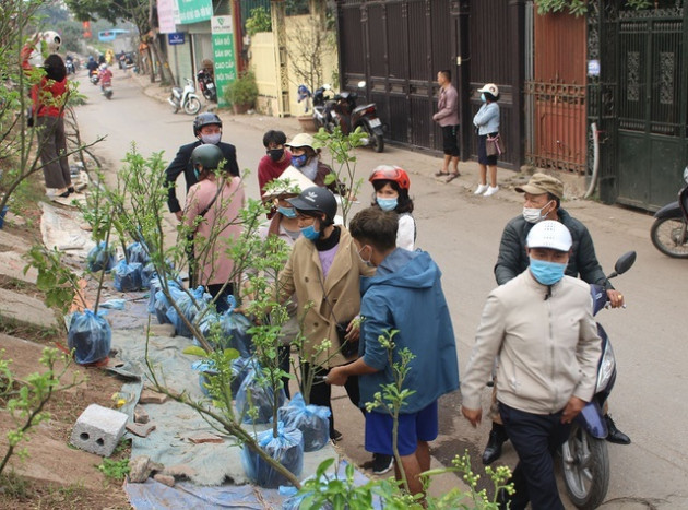 Chán mua hoa bưởi theo cân, dân Hà thành vung tiền lấy cả cây lẫn chậu