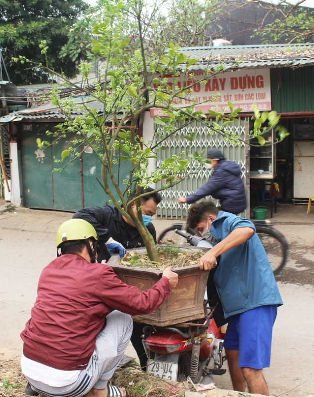 Chán mua hoa bưởi theo cân, dân Hà thành vung tiền lấy cả cây lẫn chậu