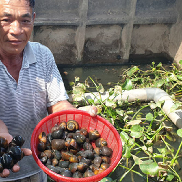 Chàng Robinson giữa ốc đảo, cách làm giàu 'độc' nhất tỉnh Thái Bìnhicon