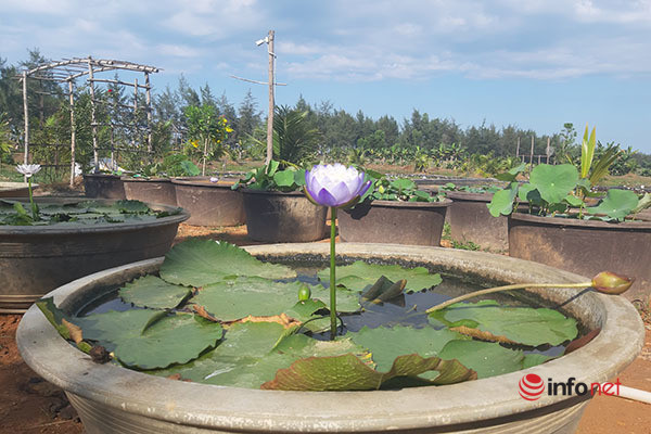 Chàng trai ‘điên’ thu tiền tỷ mỗi năm nhờ liều trồng hoa súng ngoại