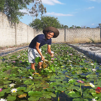 Chàng trai ‘điên’ thu tiền tỷ mỗi năm nhờ liều trồng hoa súng ngoạiicon