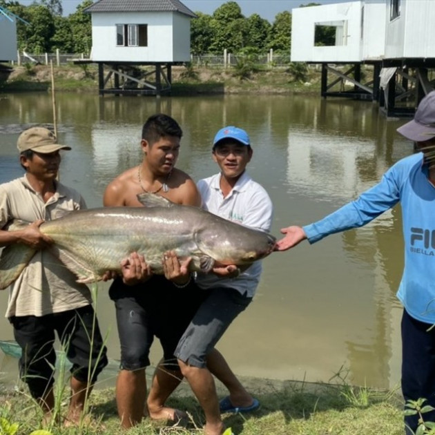 Đàn cá tra của anh Luận có trọng lượng từ 10-60 kg.