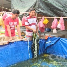 Nông dân làm giàu,tỷ phú nông dân,bỏ phố về quê