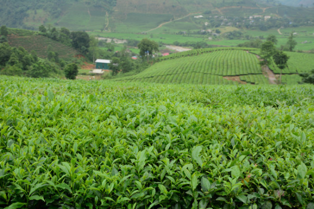 Chè đặc sản, nơi này bán như cho