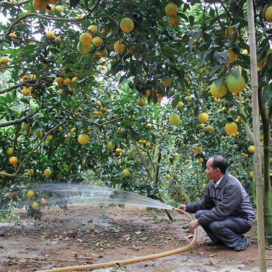 vải thiều,vải thiều lục ngạn,nông dân làm giàu,nông sản xuất khẩu