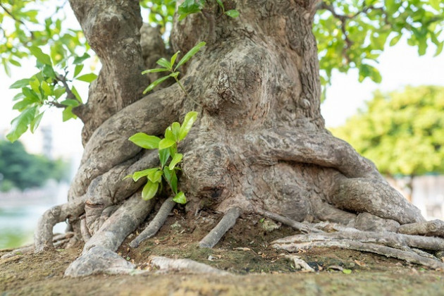 Chiêm ngưỡng cây lộc vừng 5 thân ngũ phúc khiến đại gia 'phát sốt'