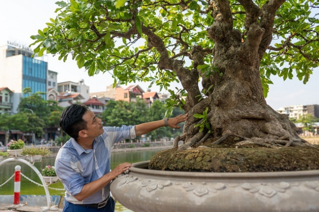 Chiêm ngưỡng cây lộc vừng 5 thân ngũ phúc khiến đại gia 'phát sốt'