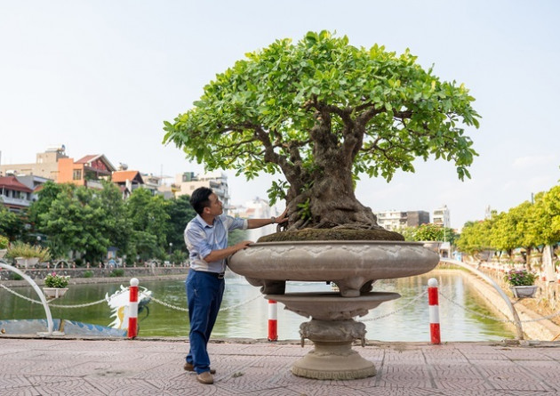 Chiêm ngưỡng cây lộc vừng 5 thân ngũ phúc khiến đại gia 'phát sốt'