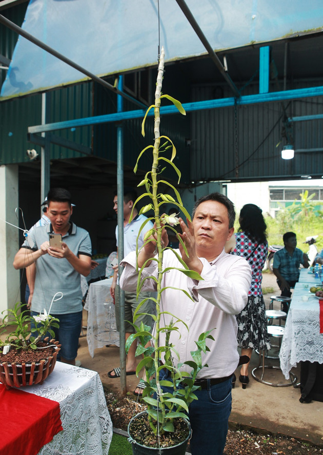 Chiêm ngưỡng những giỏ hoa lan đột biến hiếm có giá hàng trăm triệu - 12