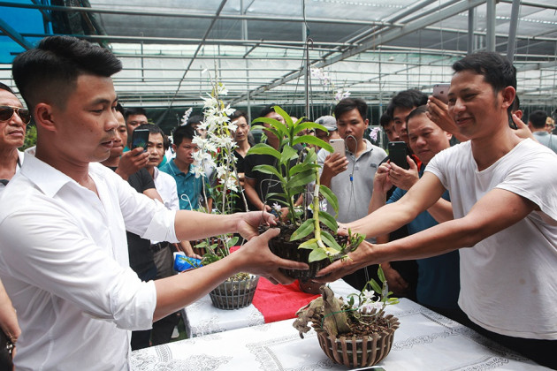 Chiêm ngưỡng những giỏ hoa lan đột biến hiếm có giá hàng trăm triệu - 14