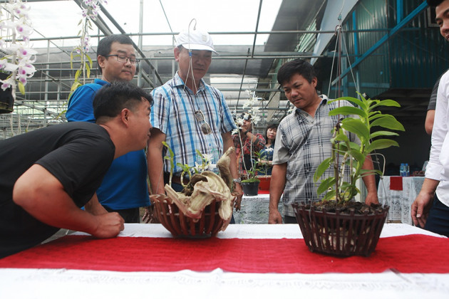 Chiêm ngưỡng những giỏ hoa lan đột biến hiếm có giá hàng trăm triệu - 4