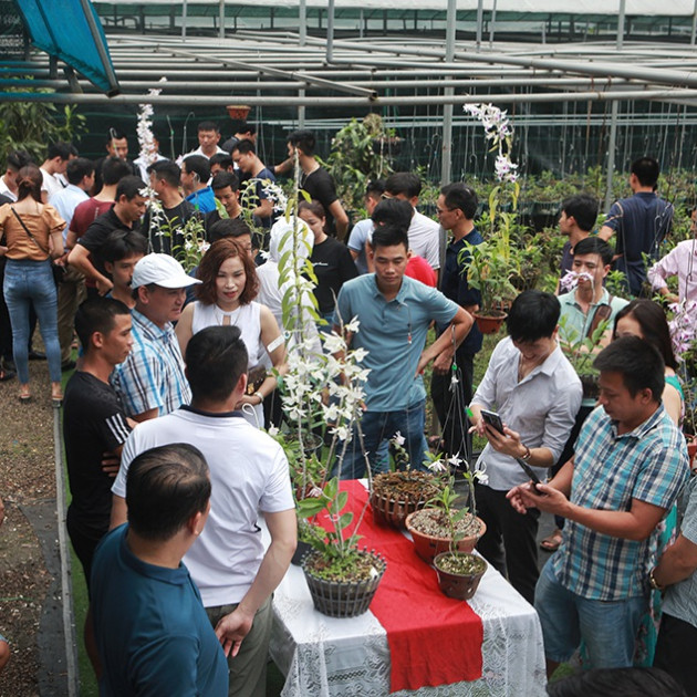 Chiêm ngưỡng những giỏ hoa lan đột biến hiếm có giá hàng trăm triệuicon