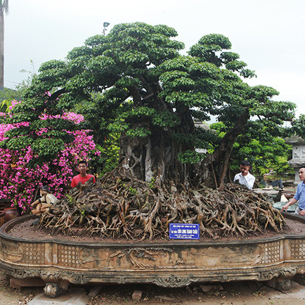 Cây sanh cổ triệu USD, đại gia Việt muốn ghi danh bảo vật thế giớiicon