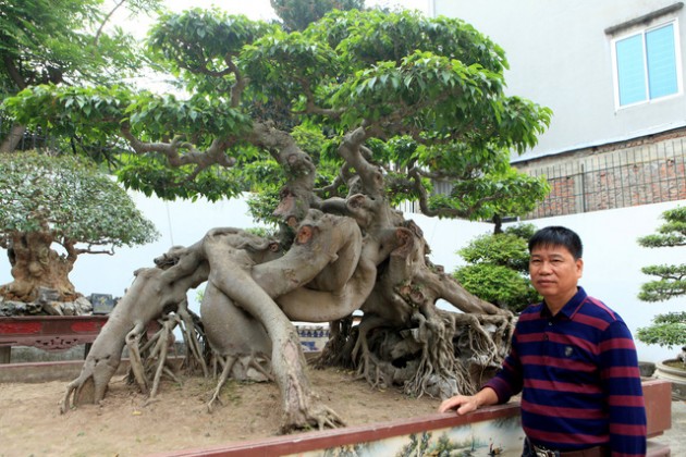 cây cảnh,siêu cây,chơi cây