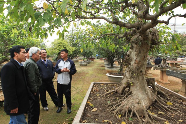 cây cảnh,siêu cây,chơi cây