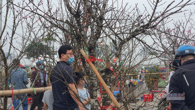 Chợ chiều 27 Tết: Đào bung, quất héo khắp nơi báo ế