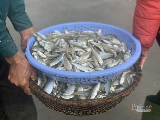 Chờ nắng lên, chiều ra biển 'đãi cát' kiếm tiền triệu