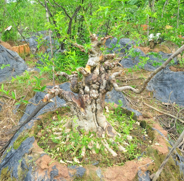 'Choáng ngợp' vườn bonsai 'khủng' ở Đồng Tháp