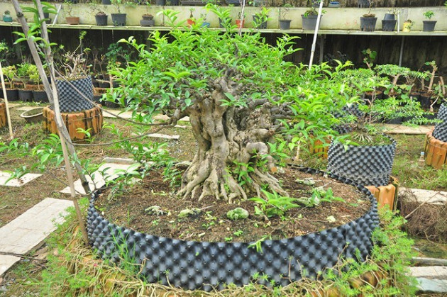 'Choáng ngợp' vườn bonsai 'khủng' ở Đồng Tháp