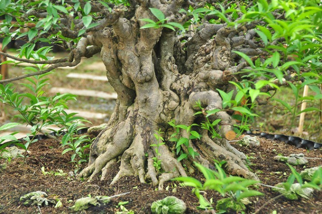 'Choáng ngợp' vườn bonsai 'khủng' ở Đồng Tháp