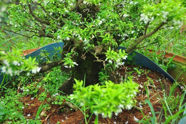 'Choáng ngợp' vườn bonsai 'khủng' ở Đồng Tháp