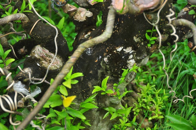 'Choáng ngợp' vườn bonsai 'khủng' ở Đồng Tháp