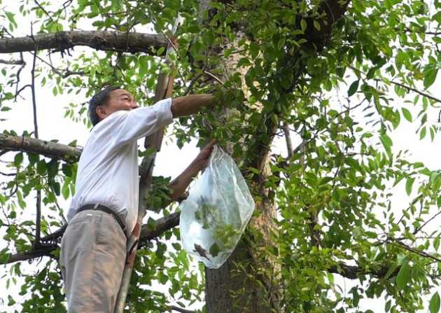 Choáng với loại tầm gửi quấn quanh thân cây được 'hét giá' 1 triệu đồng/kg