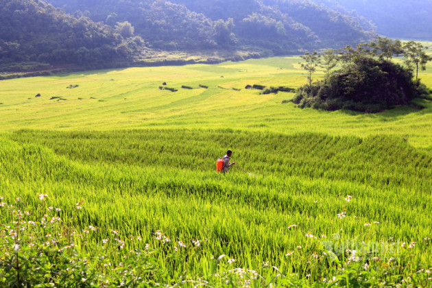 Chớm thu, kéo nhau đi ngắm ruộng bậc thang mùa lúa chín