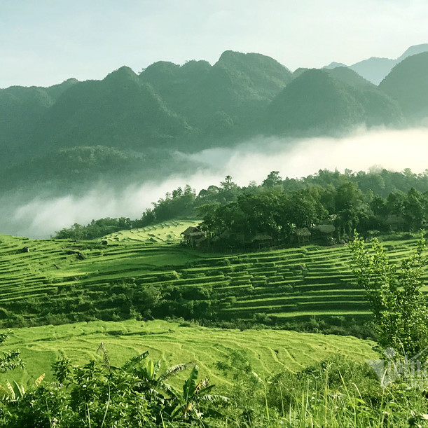 Chớm thu, kéo nhau đi ngắm ruộng bậc thang mùa lúa chínicon