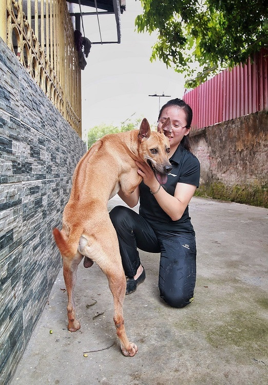 Chú chó Phú Quốc đắt nhất Việt Nam được đại gia khắp nơi 'săn đón'