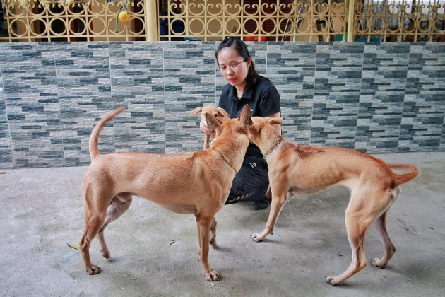 Chú chó Phú Quốc đắt nhất Việt Nam được đại gia khắp nơi 'săn đón'