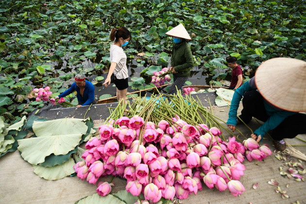 Chu dam sen ho tay, tra sen ho tay, cam hoa sen anh 2