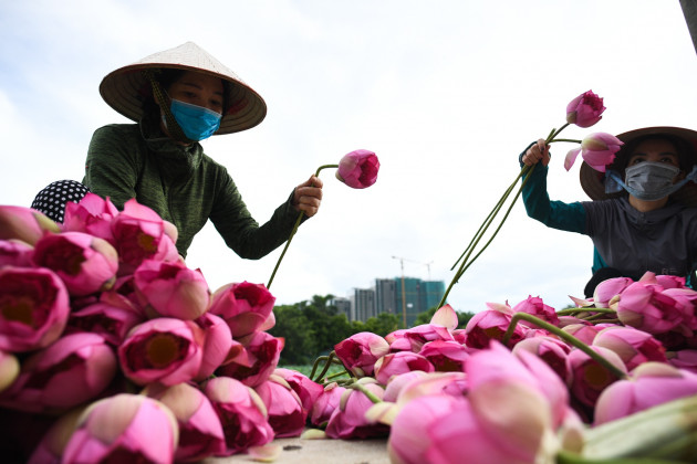 Chu dam sen ho tay, tra sen ho tay, cam hoa sen anh 4