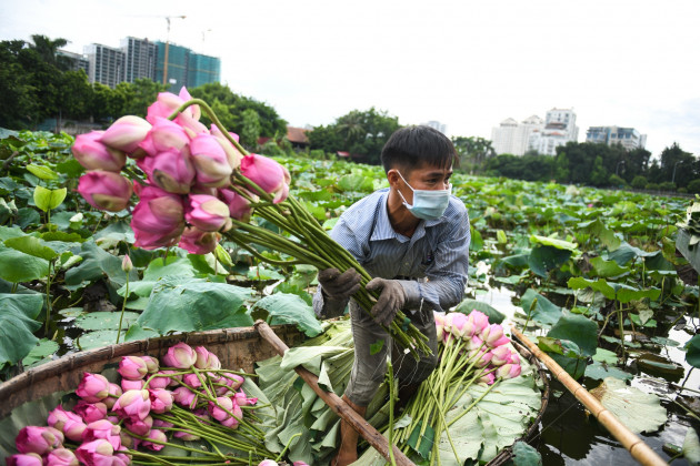 Chu dam sen ho tay, tra sen ho tay, cam hoa sen anh 5