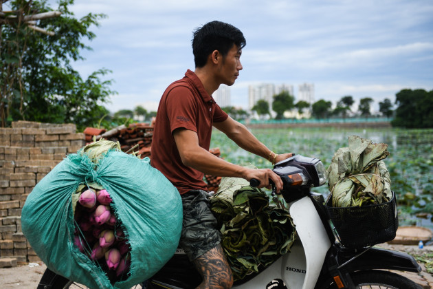 Chu dam sen ho tay, tra sen ho tay, cam hoa sen anh 6