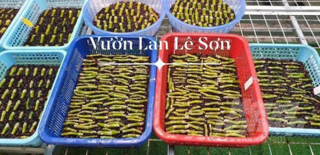 Chủ vườn nhờ đặt nhân ra 1.000 cây lan đột biến, trả ngay 10 tỷ