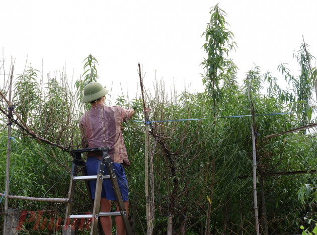 Chưa đến Tết, đào đã được bán trên phố