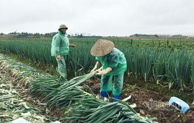 Chưa năm nào như năm nay, bán một sào rau đút túi ngay 2 chỉ vàng