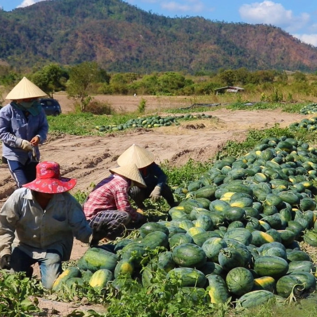 Chục ký dưa hấu mới mua được ổ bánh mì, nông dân mỏi mắt tìm thương láiicon