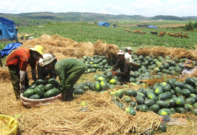 Chuối 5.000 đồng, thanh long 4.000 đồng/kg chất đống đầy vỉa hè