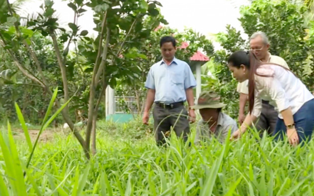 chuyen la: nuoi co um tum trong vuon chanh 14ha, cha lo chong han hinh anh 15