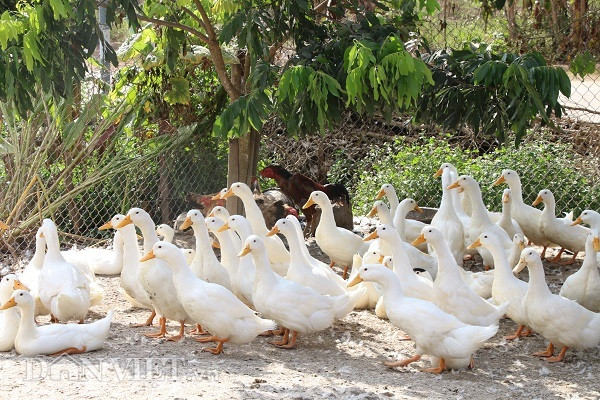 Chuyện lạ Sơn La: Nuôi vịt 'sang chảnh' cho uống sâm, 'khỏe như vâm'